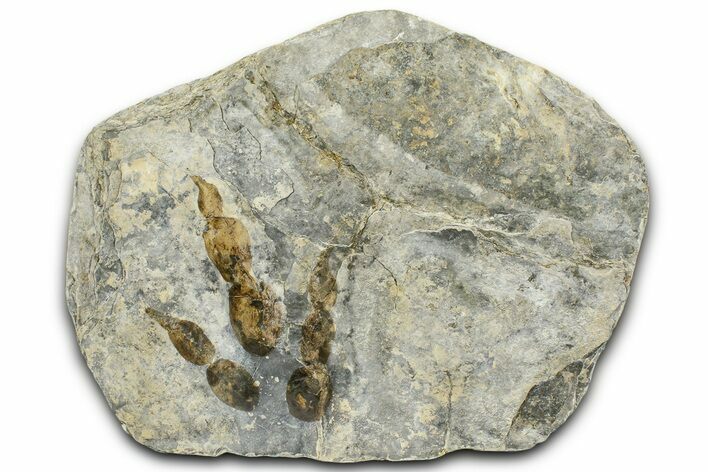 Plate of Dinosaur (Grallator) Tracks - Positive & Negative #366862